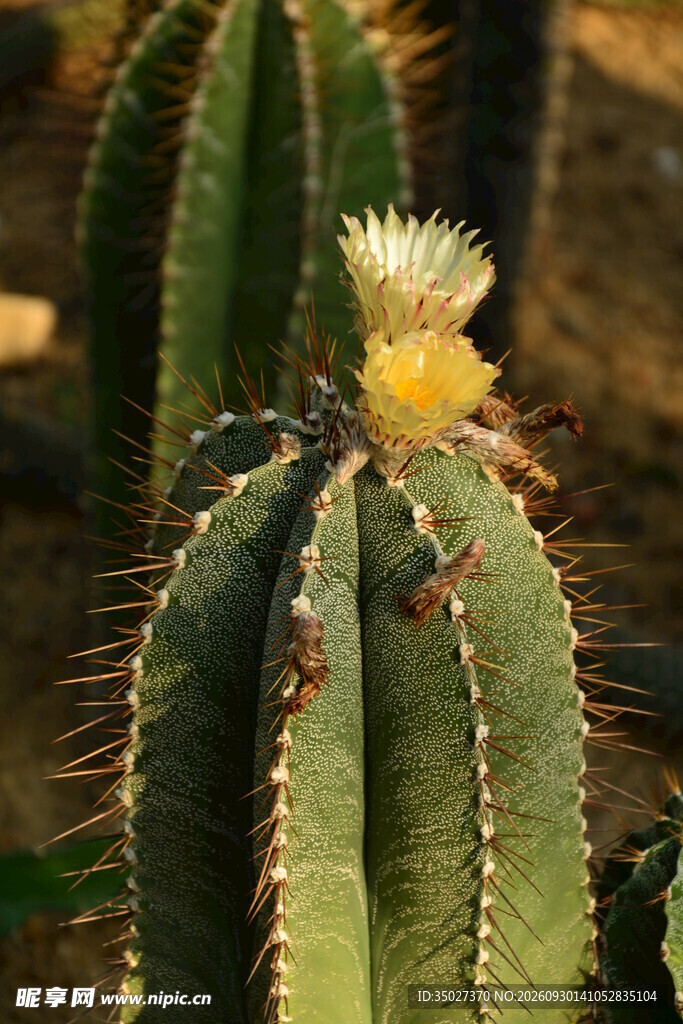 开花仙人柱特写