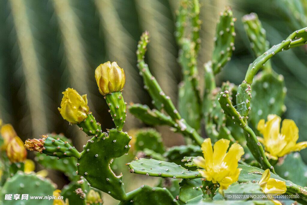 仙人掌黄花特写