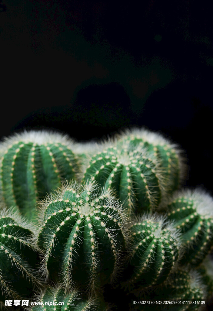 群生仙人球特写