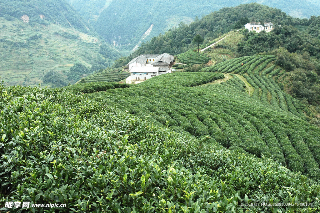 茶山风光