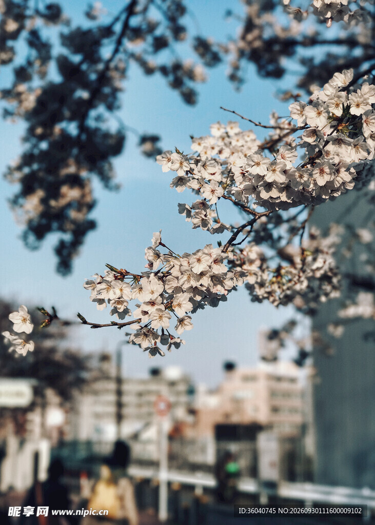 春日街头樱花盛景
