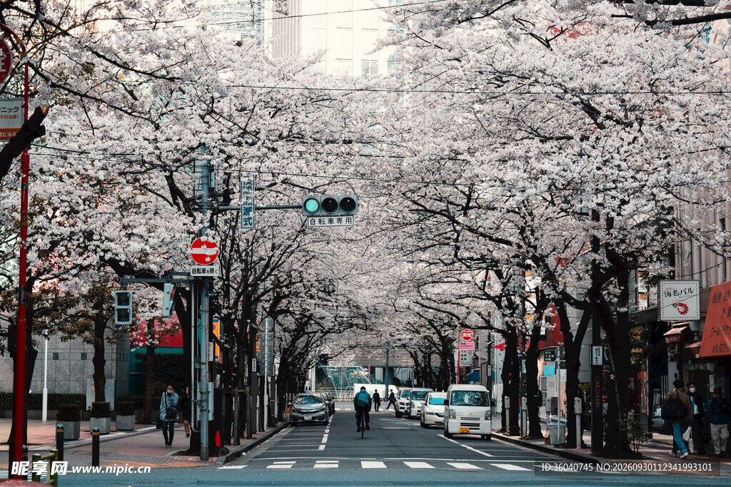 樱花掩映的城市街道