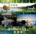 野生甲鱼 水库活鱼
