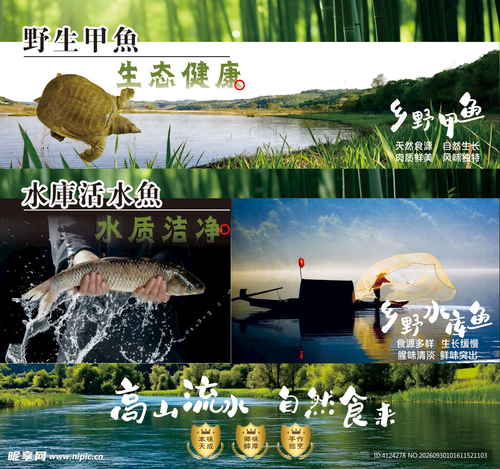 野生甲鱼 水库活鱼