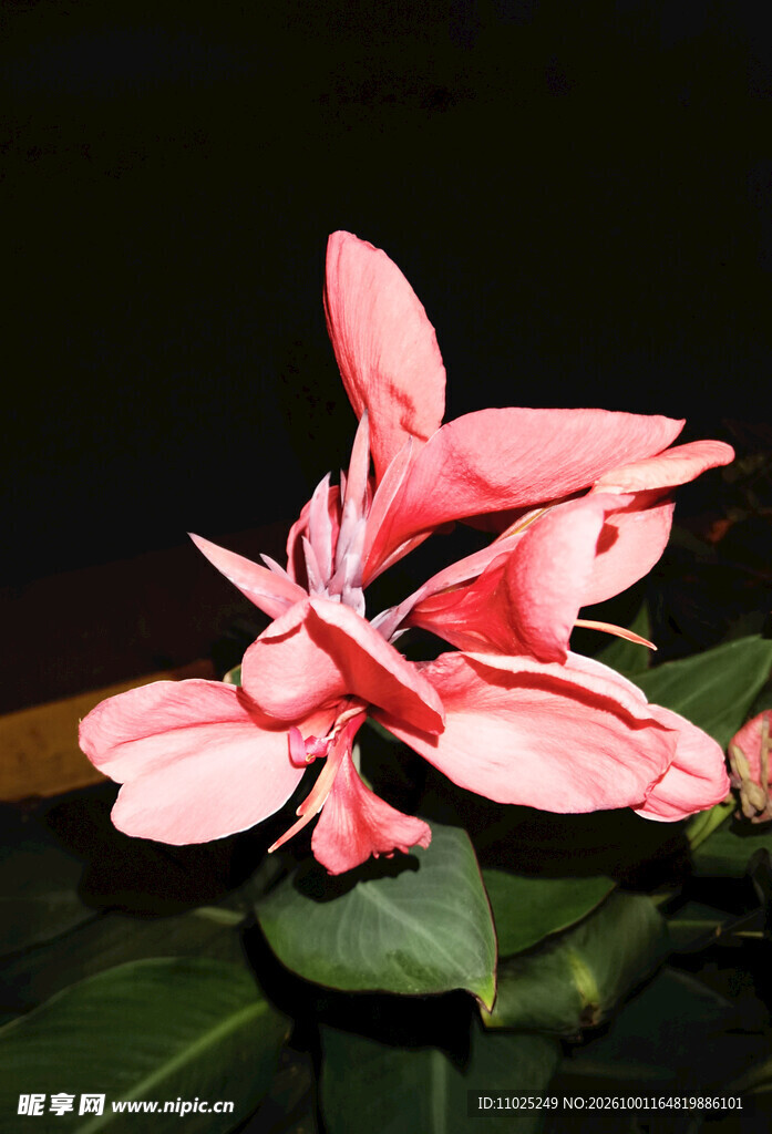 粉色美人蕉花卉绿植特写