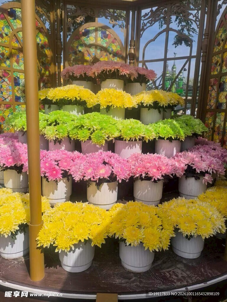 多层彩色菊花造景