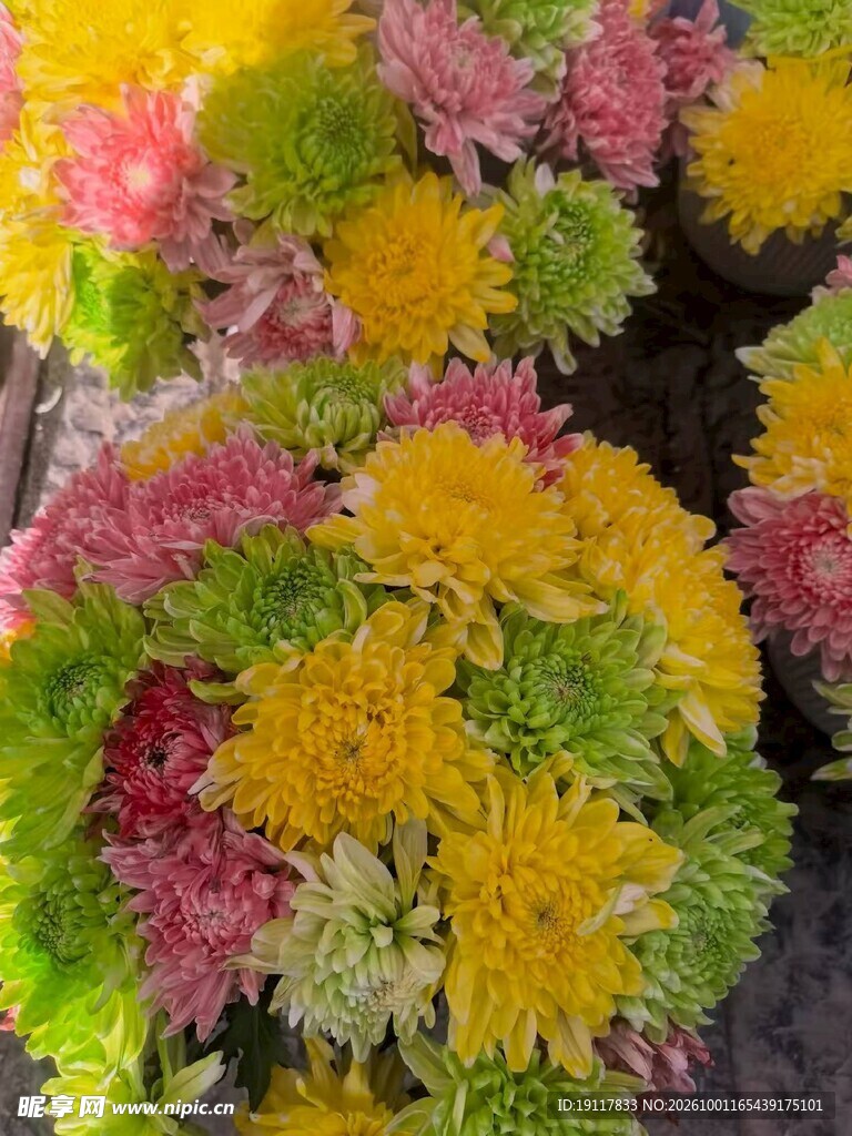 多彩小菊花卉特写