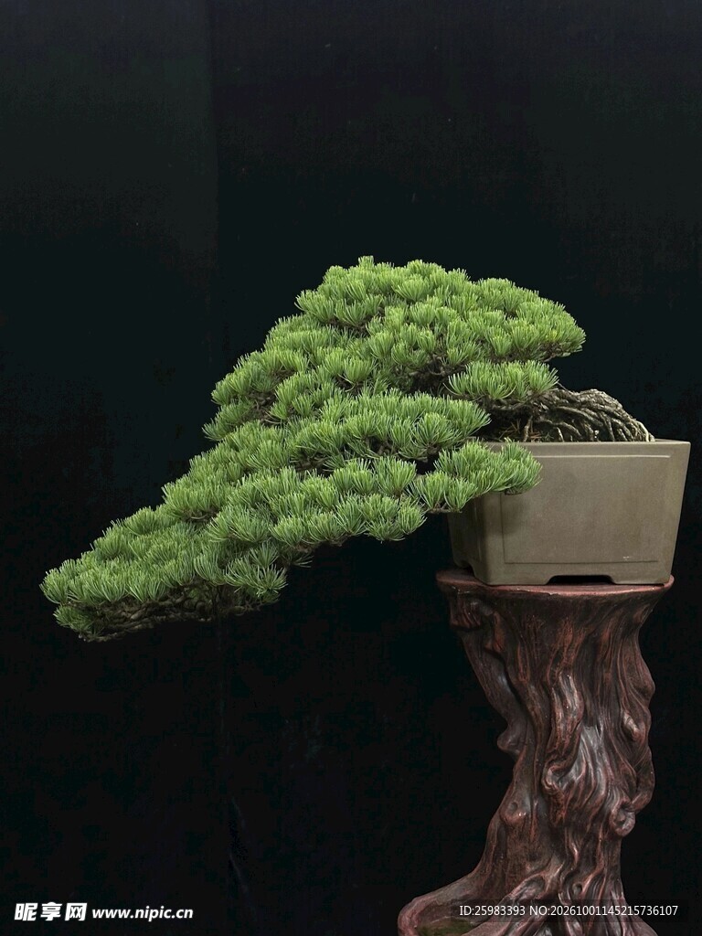 盆景