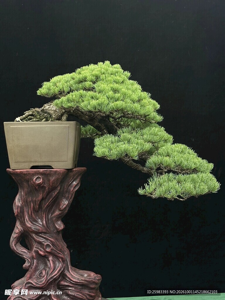 盆景