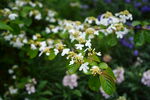 清新白花