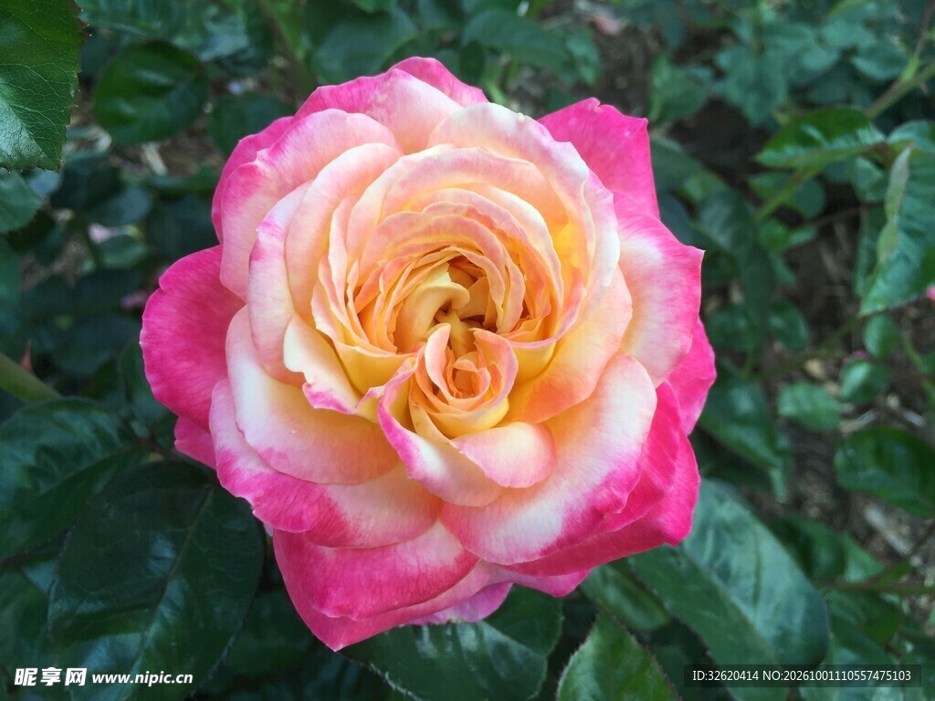 月季花