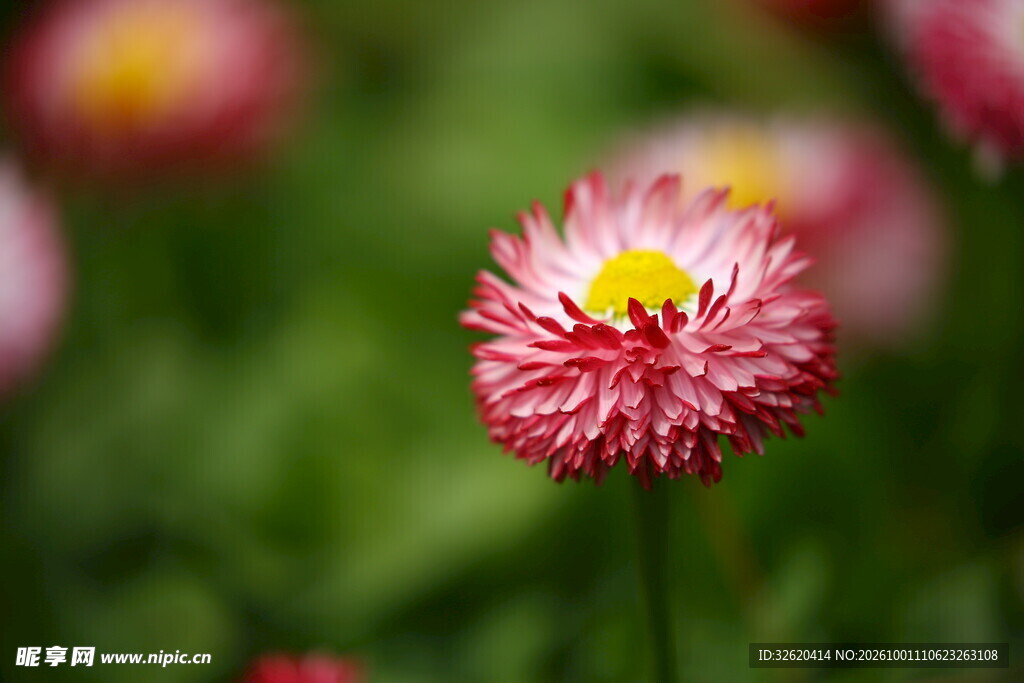 雏菊