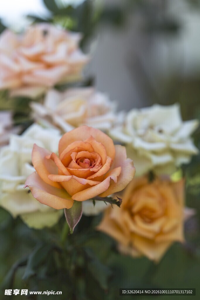 橙玫瑰花簇