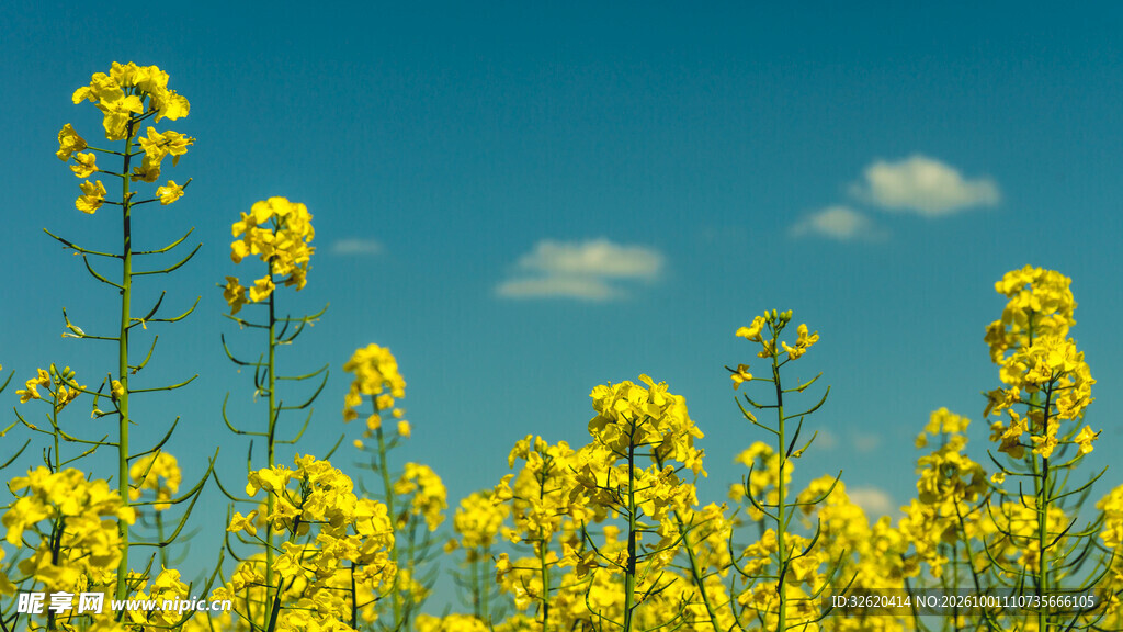 油菜花