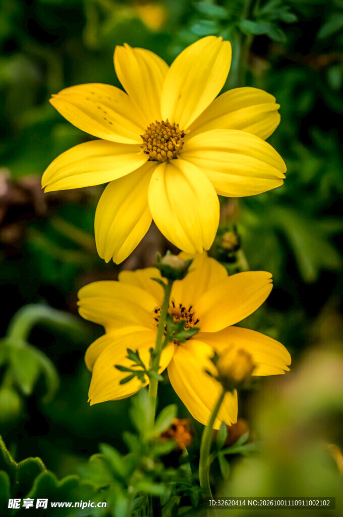 明黄清新野花