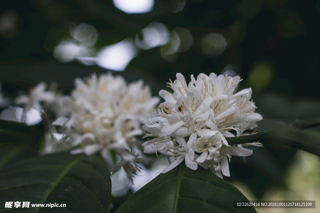 白色簇生花卉