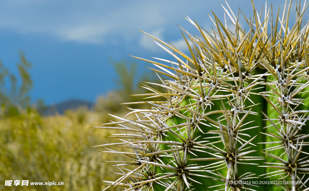 荒漠仙人掌