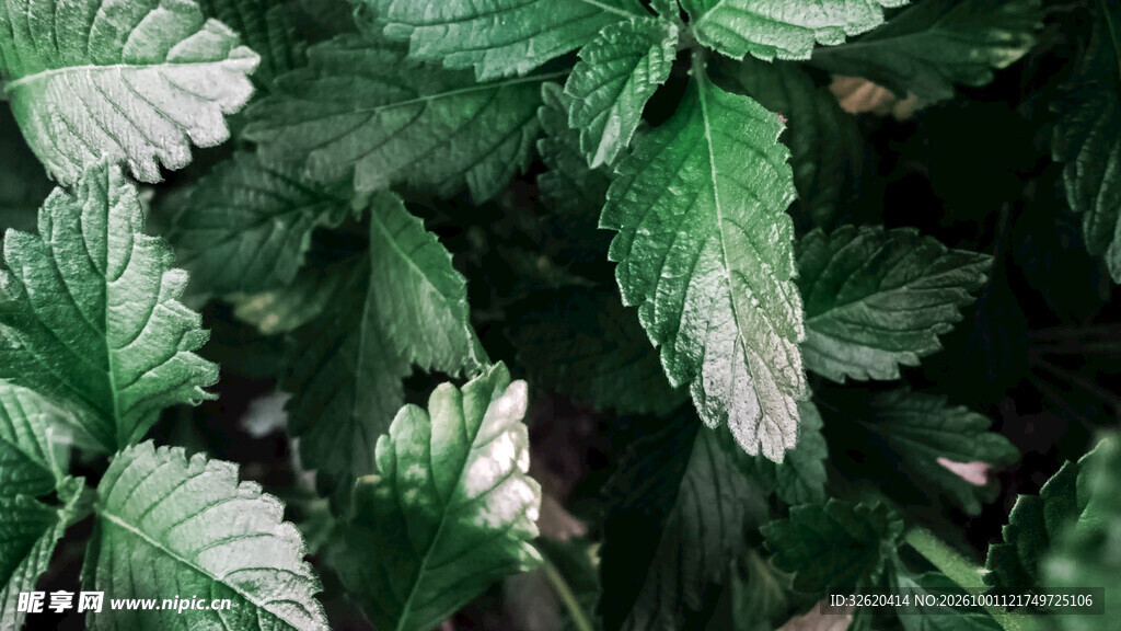 绿植叶片