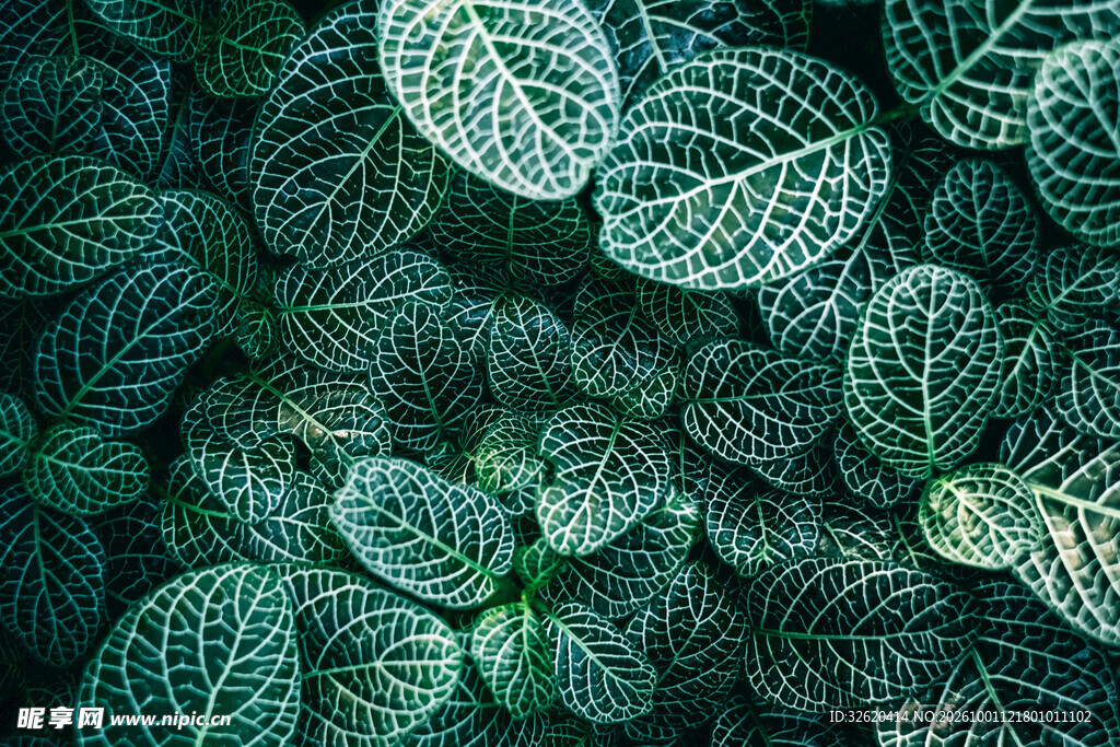 网纹草叶片