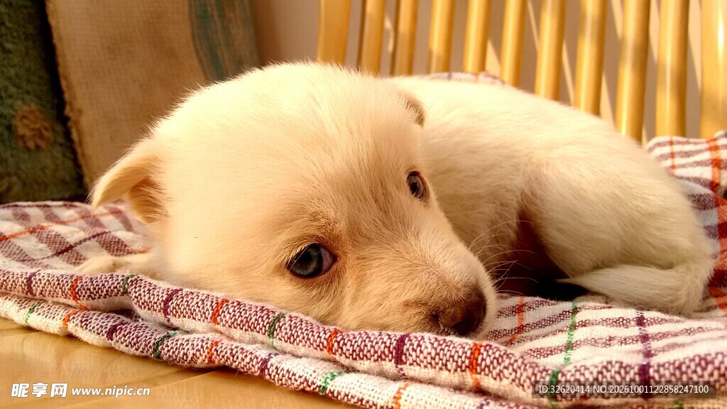 可爱幼犬