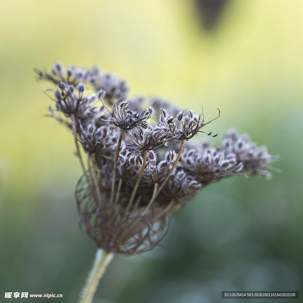 干枯伞形干花