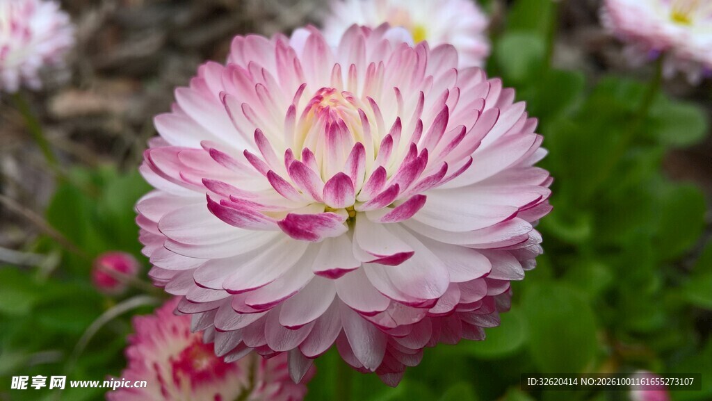粉色重瓣花卉