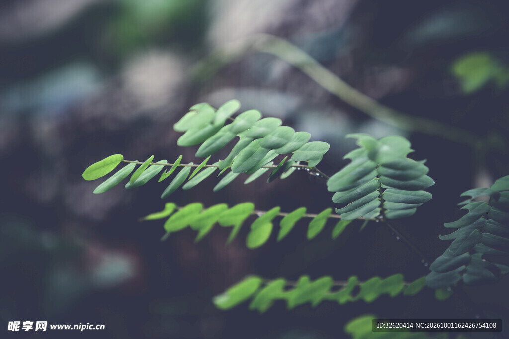 朦胧绿植枝叶