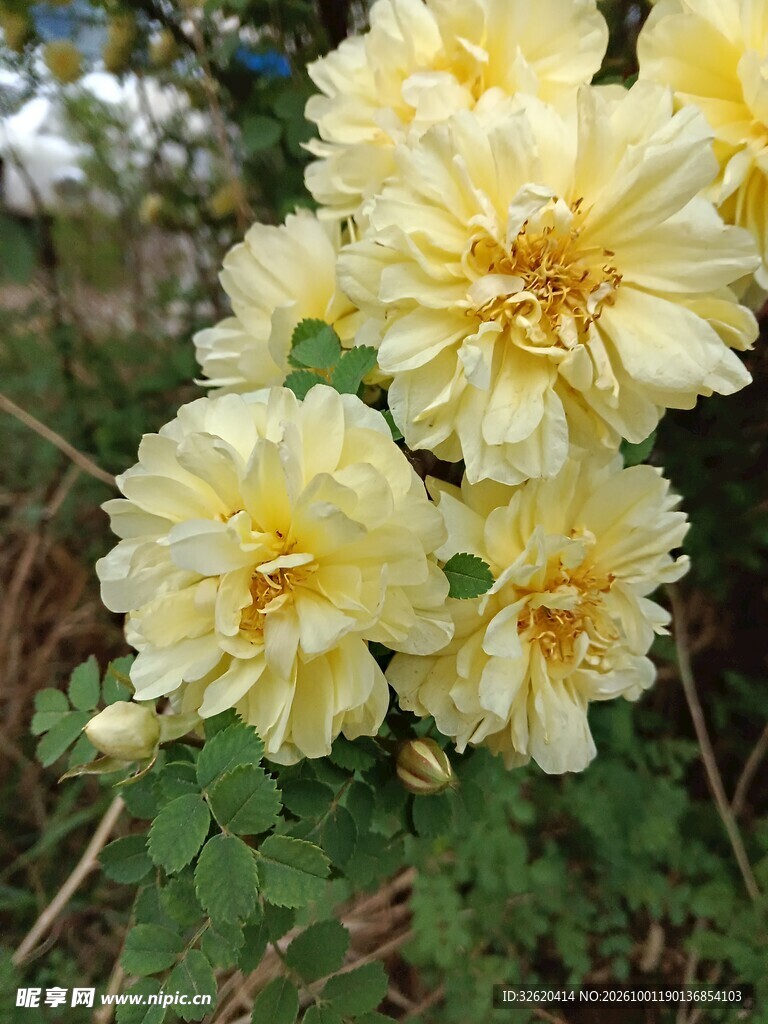 盛开的淡黄色蜀葵