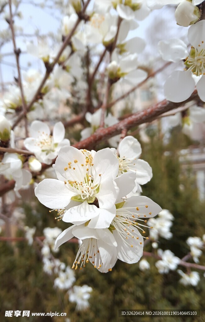 春日枝头白色梨花