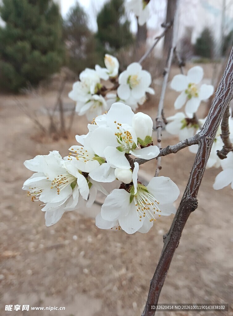 春日枝头白梨花