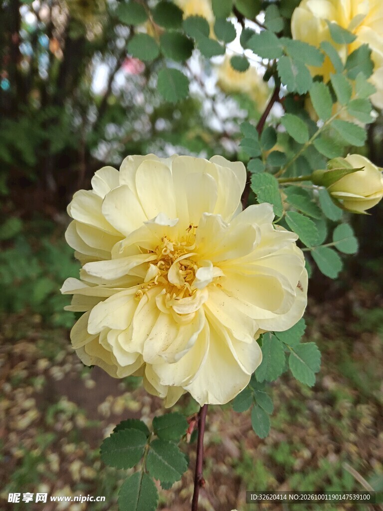黄刺玫花朵