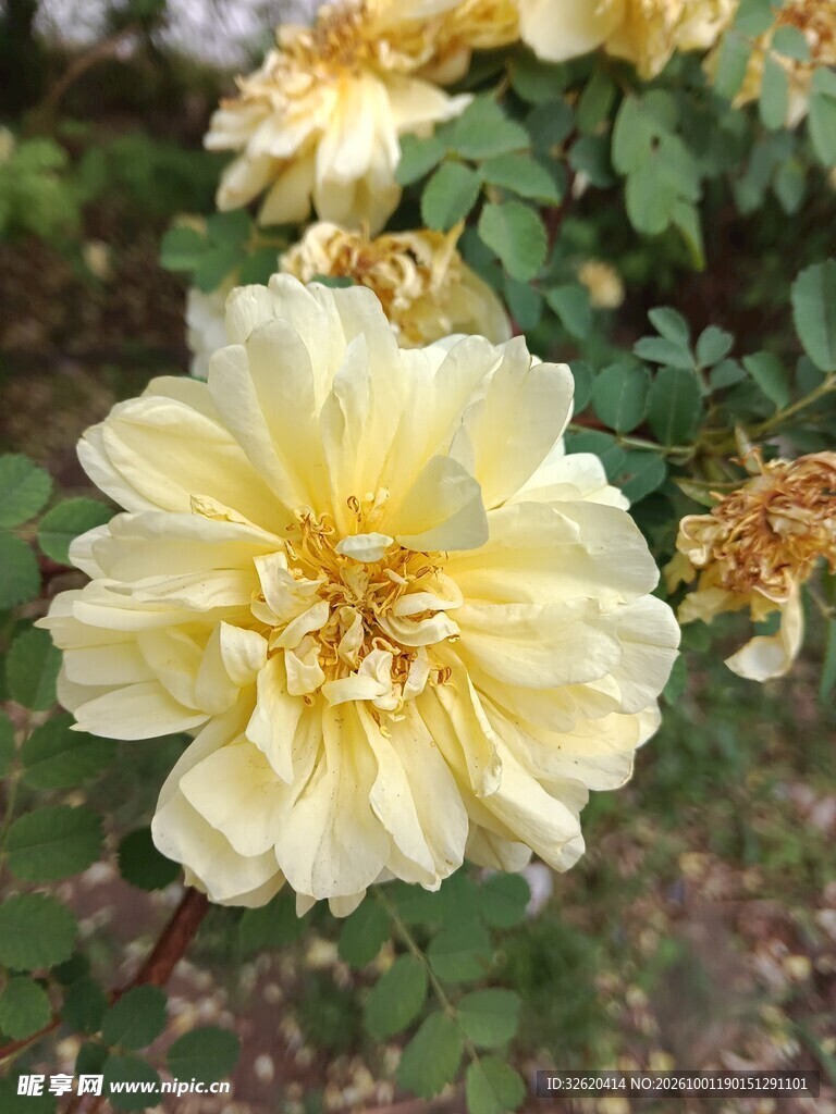 黄刺玫花朵