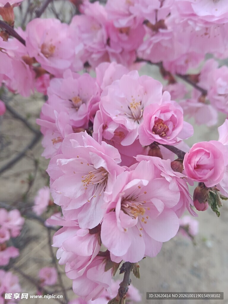 桃花