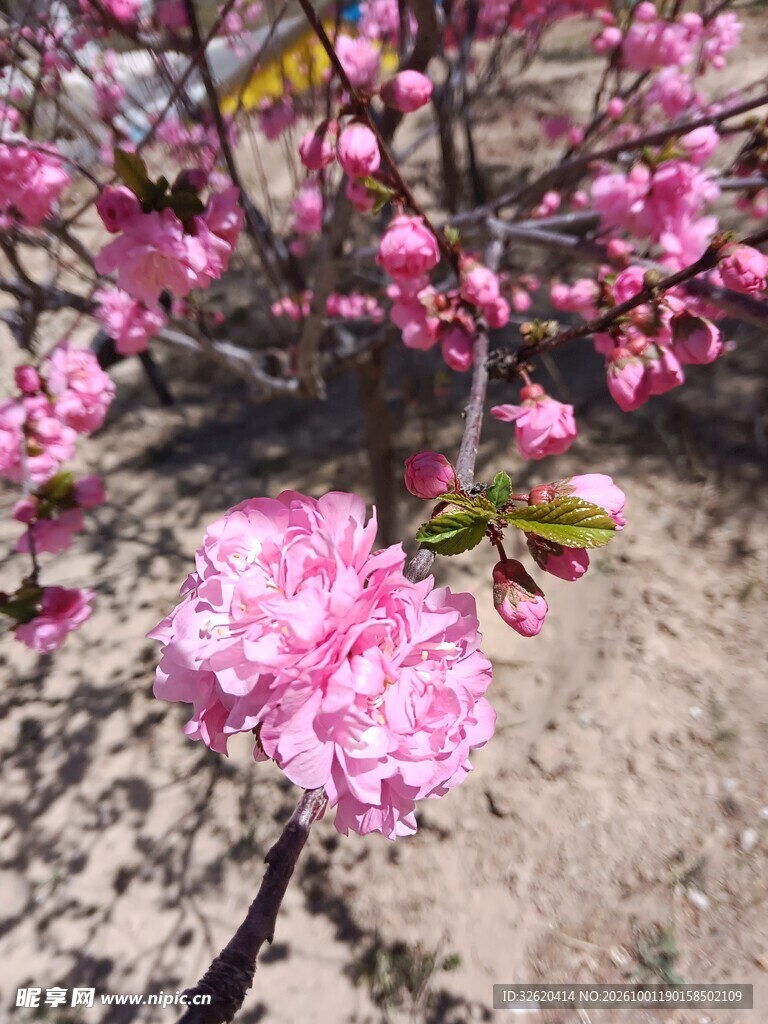 桃花