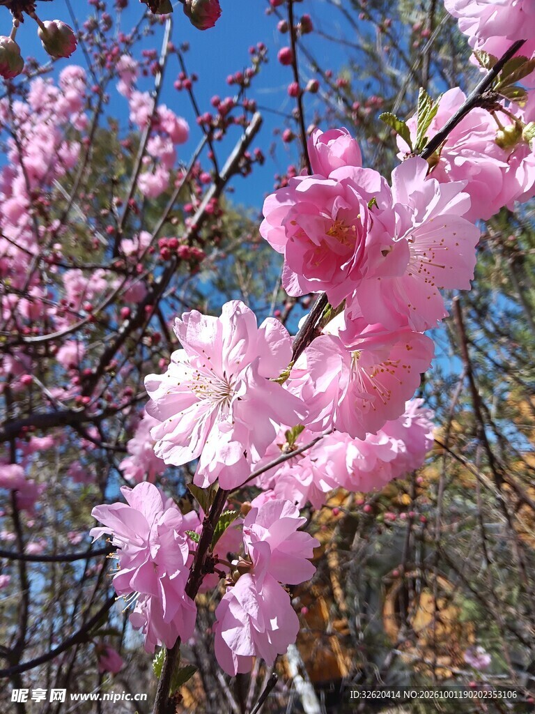 桃花