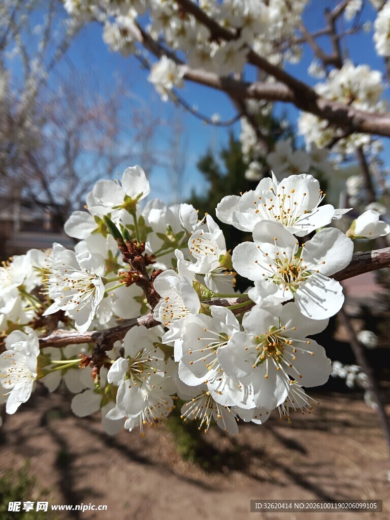 春日盛放白色梨花