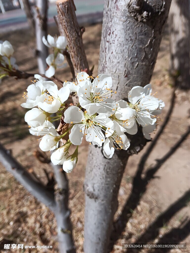 春日果树白花绽放