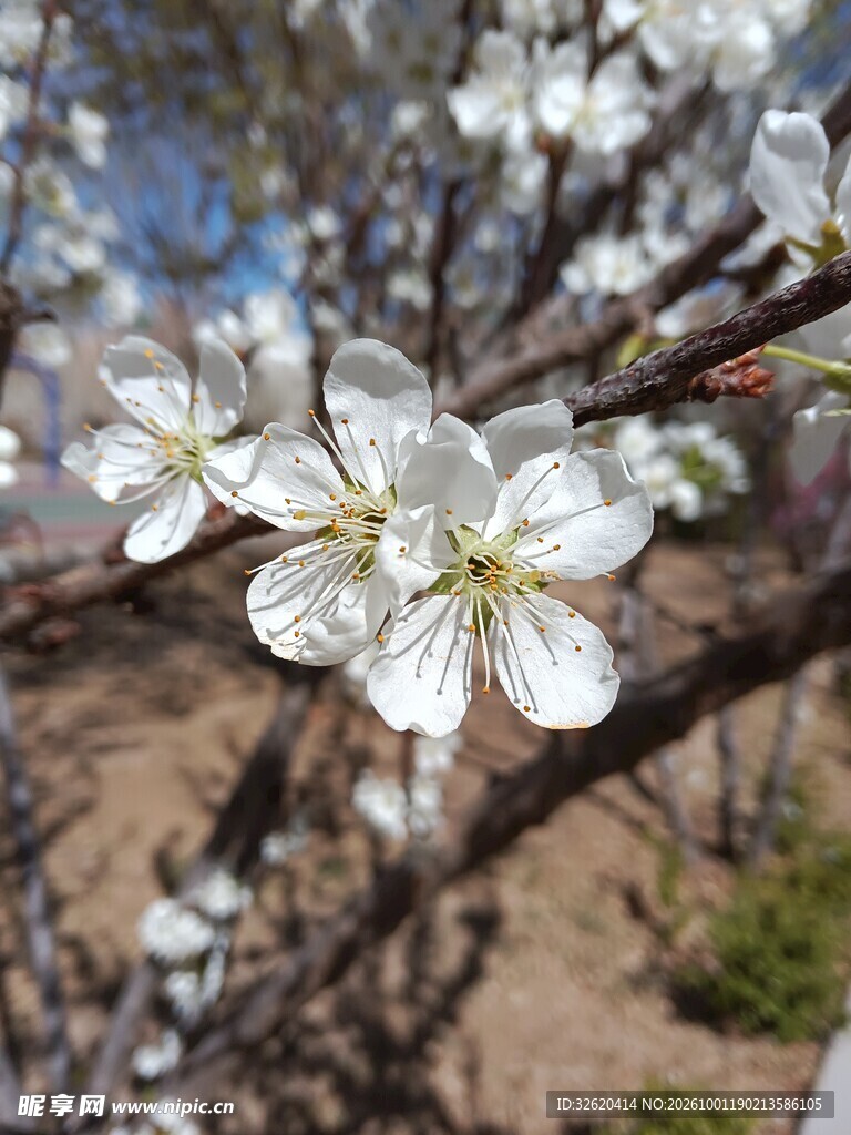 春日枝头盛放白梨花