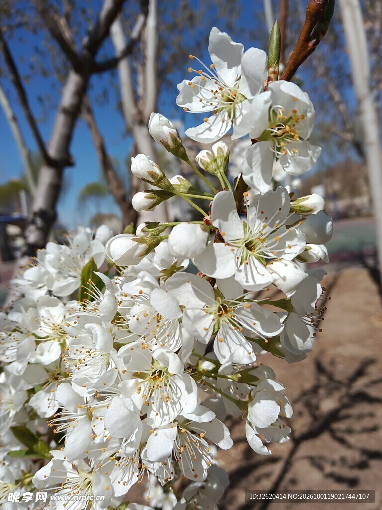 春日枝头白梨花