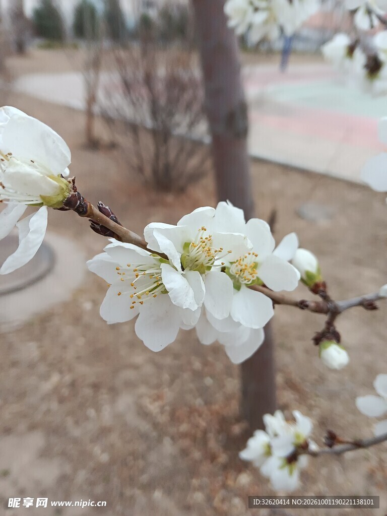 春日枝头白花绽放