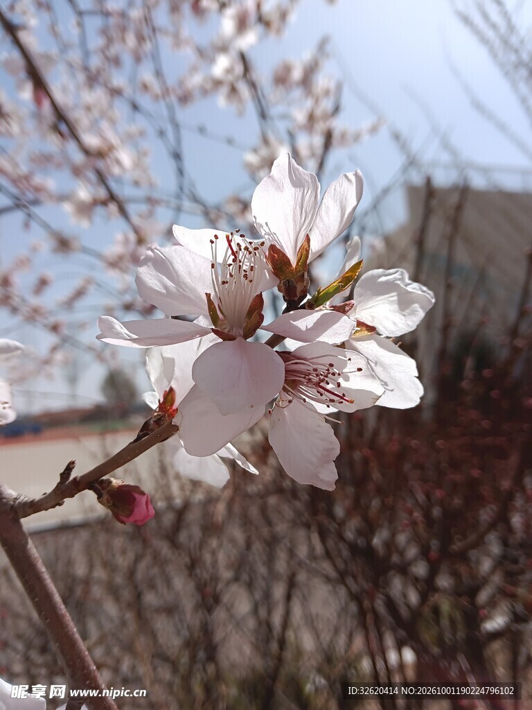 春日枝头桃花绽放