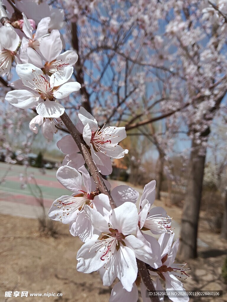 春日枝头桃花盛放
