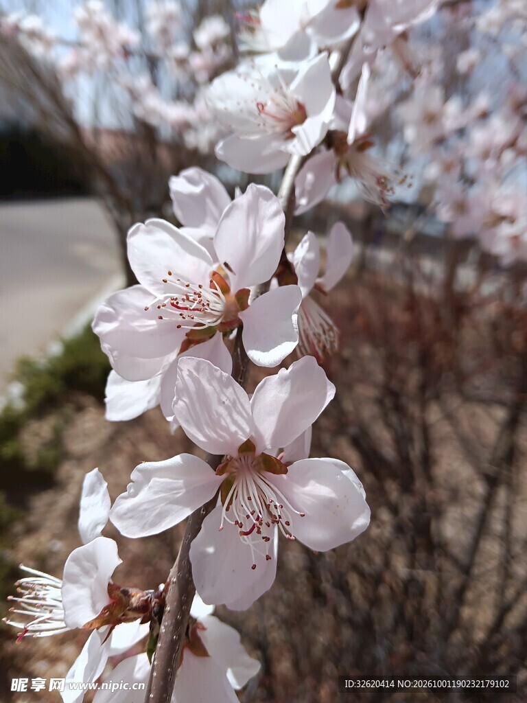 春日淡粉花枝