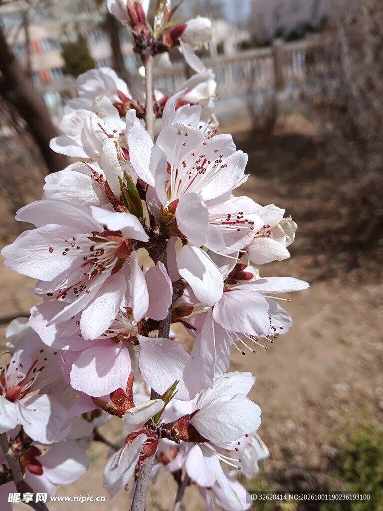 春日盛放的粉白桃花