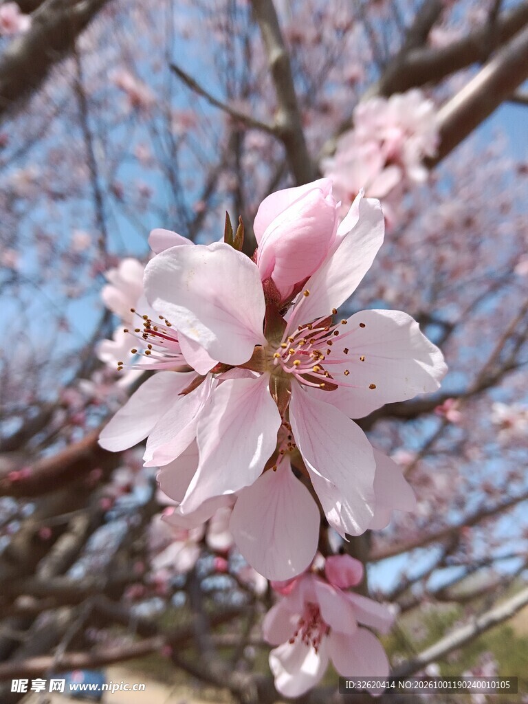 春日枝头粉桃花