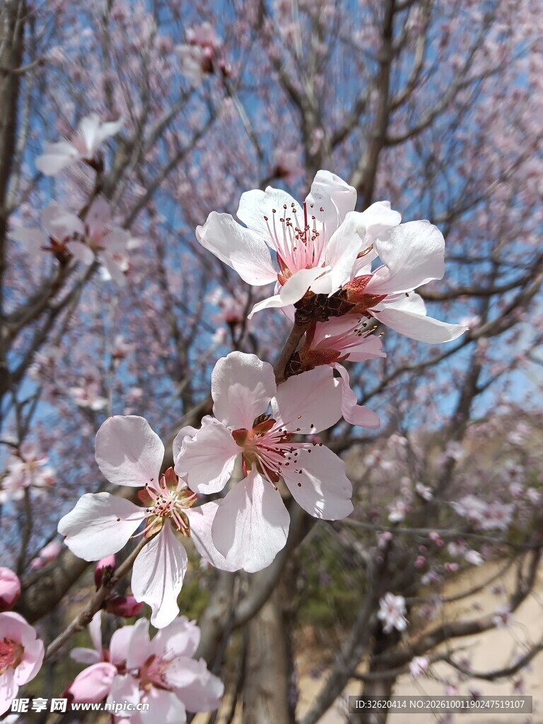 春日枝头桃花盛开