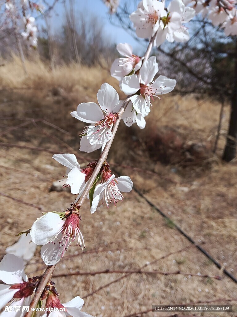 春日盛放的桃花枝