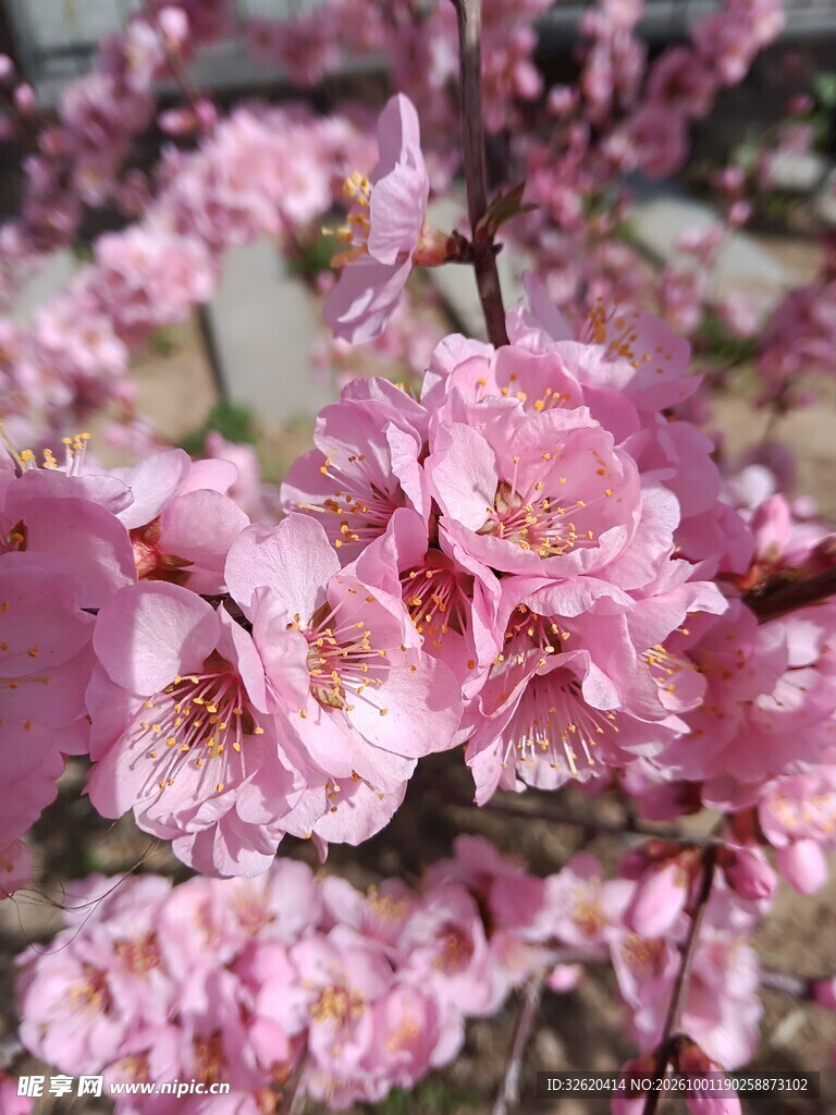 春日盛放粉色桃花