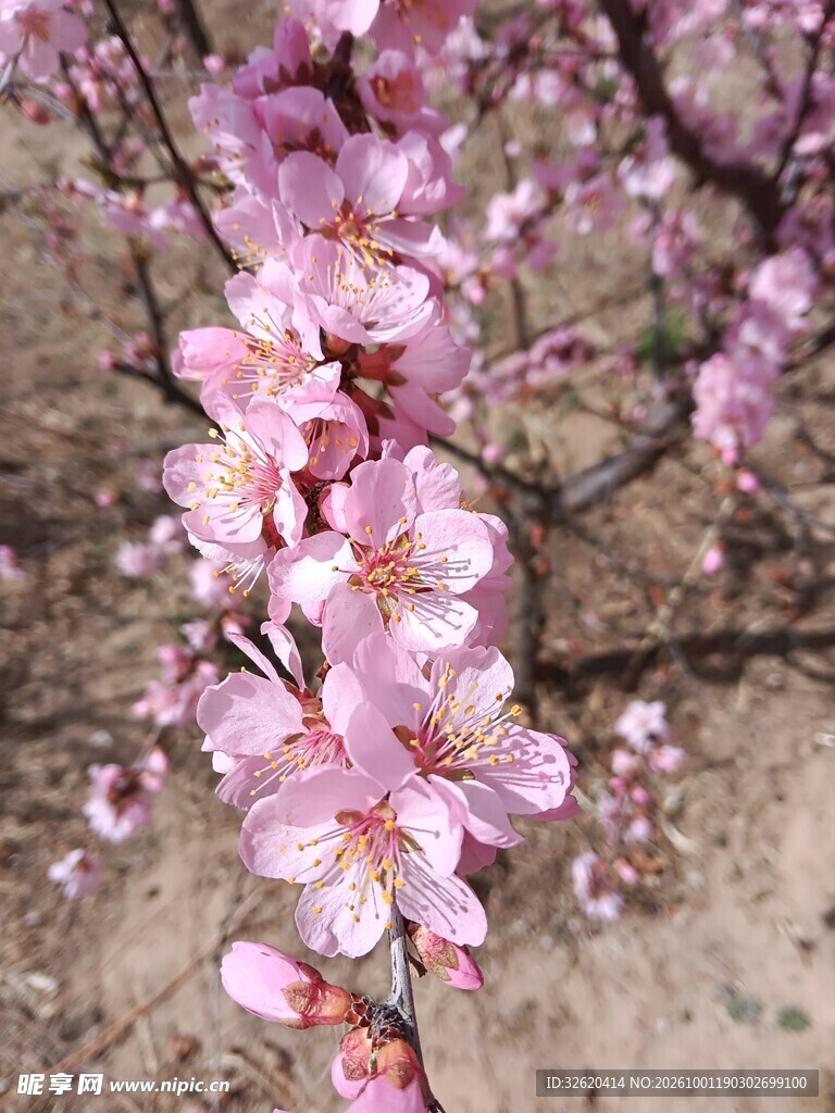 春日粉色桃花枝