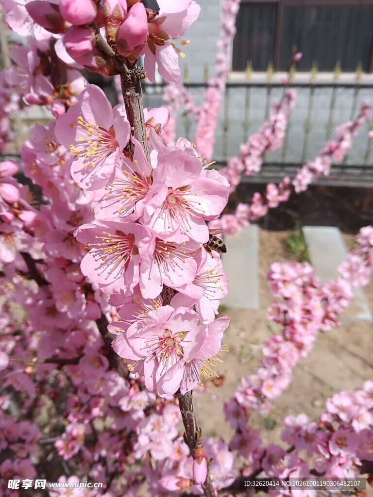 春日盛放粉色桃花